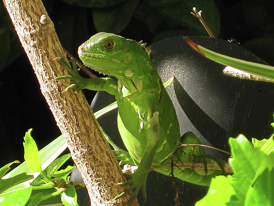 Baby Green Iguana Photograph by Lyuba Filatova