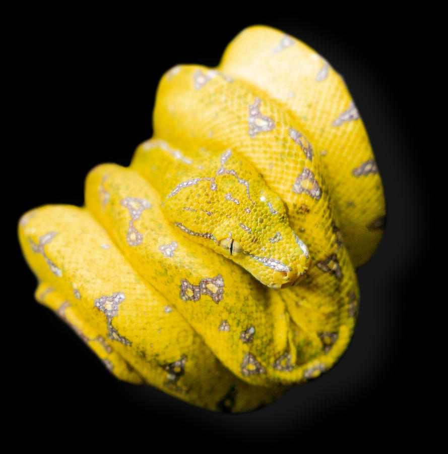 Baby Green Tree Python Photograph by Weston Westmoreland