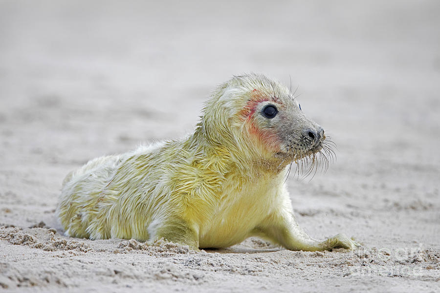 Baby Grey Seal Photograph by Arterra Picture Library