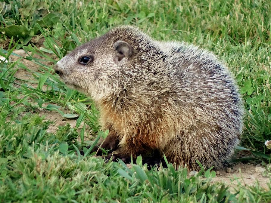Baby Groundhog At End Of May Photograph by Susan Sam