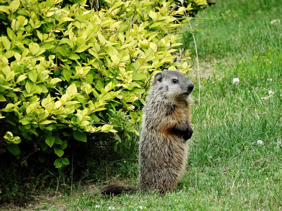 Baby Groundhog Poses By Golden Privets Photograph by Susan Sam