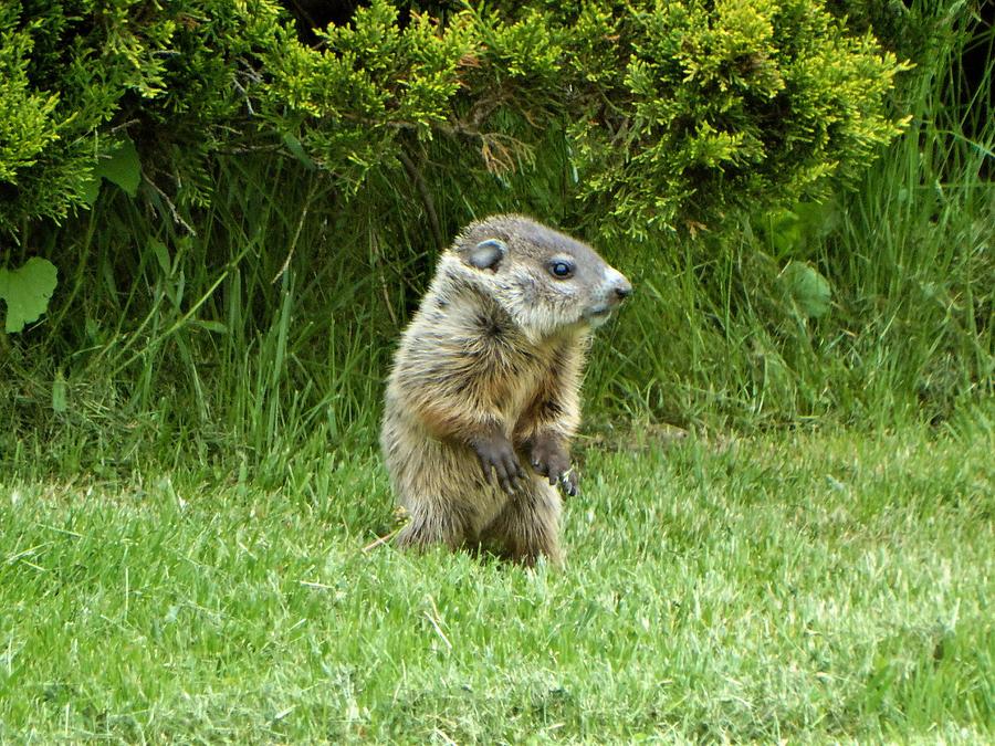 Baby Groundhog Photograph by Susan Sam