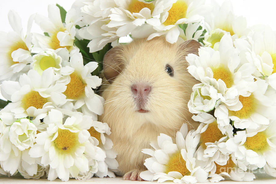 Baby Guinea among Flowers Photograph by Warren Photographic