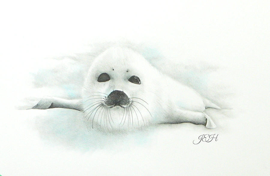 Baby Harp Seal Painting by Judy Imeson