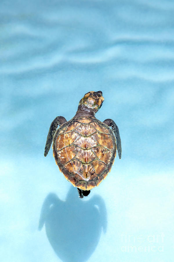 Baby Hawksbill turtle Photograph by Julia Hiebaum