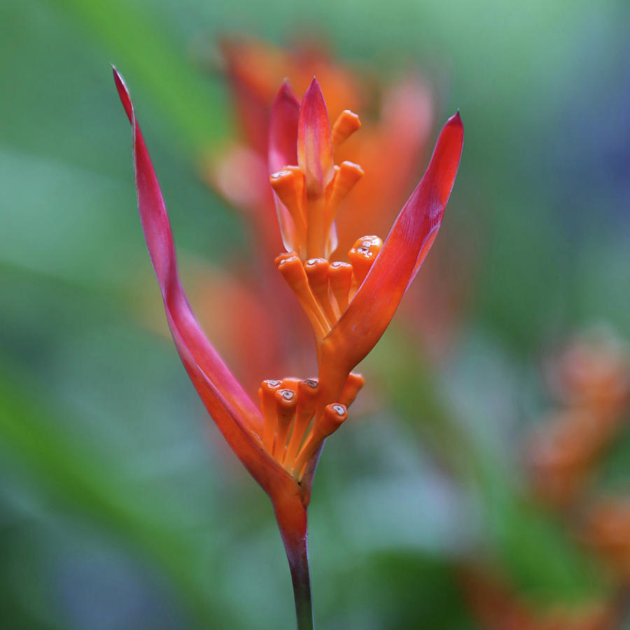 Baby Heliconia Photograph by DJ Florek