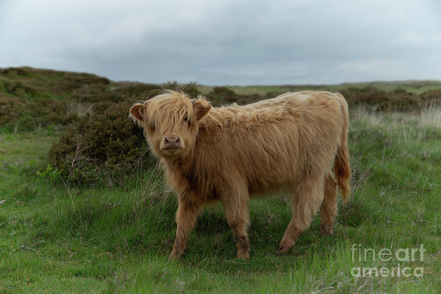 scottish highland cattle baby