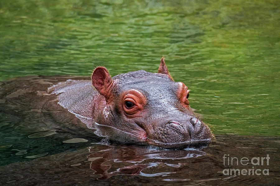Baby Hippo Photograph by Arterra Picture Library