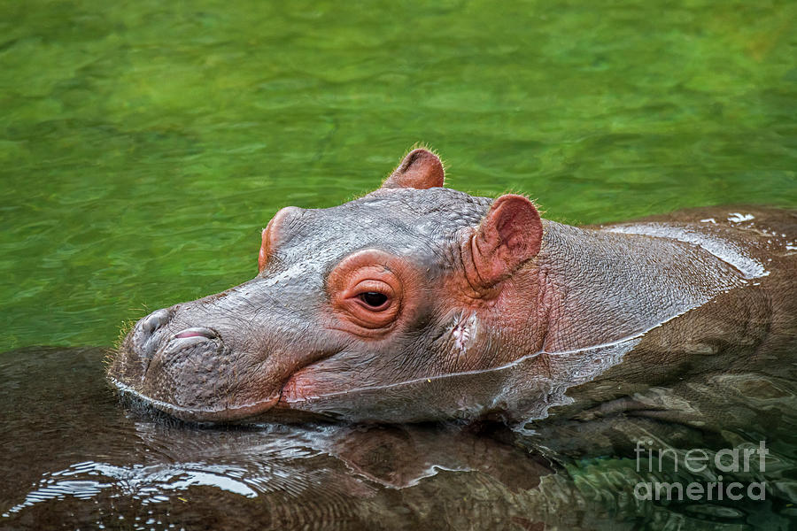 Baby Hippopotamus Photograph by Arterra Picture Library