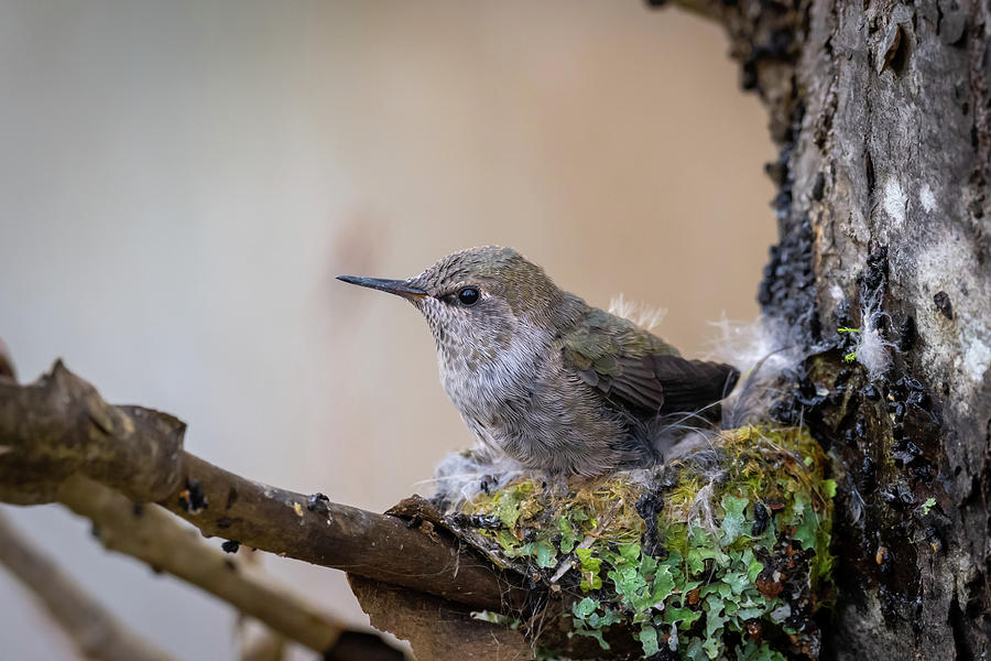 Baby Hummingbird Photograph by Bill Cubitt