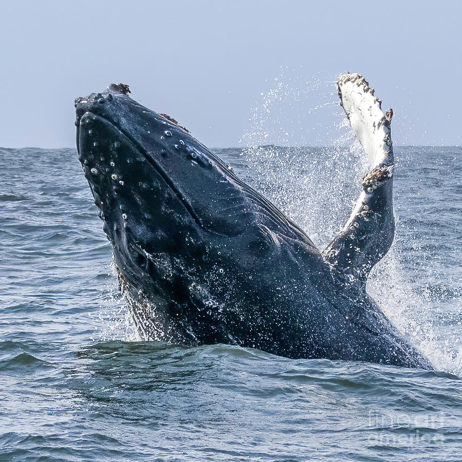 Baby Humpback Monterey Photograph by Loriannah Hespe
