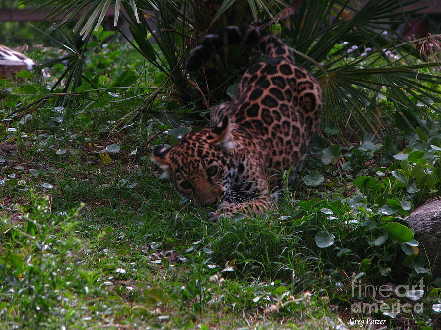Baby Jag Photograph by Greg Patzer