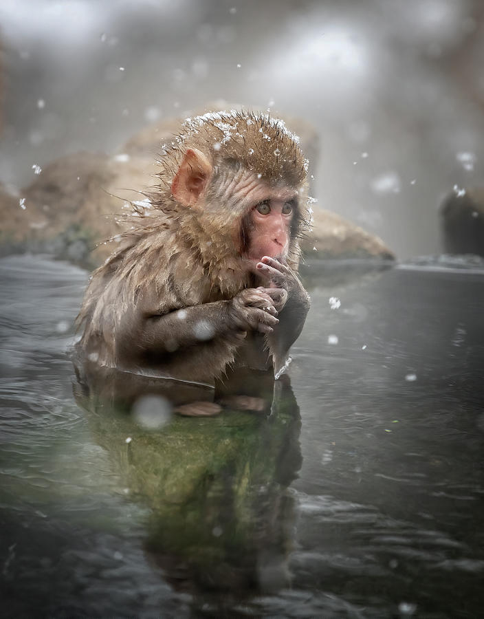 Baby Japanese Snow Monkey Photograph by Joan Carroll