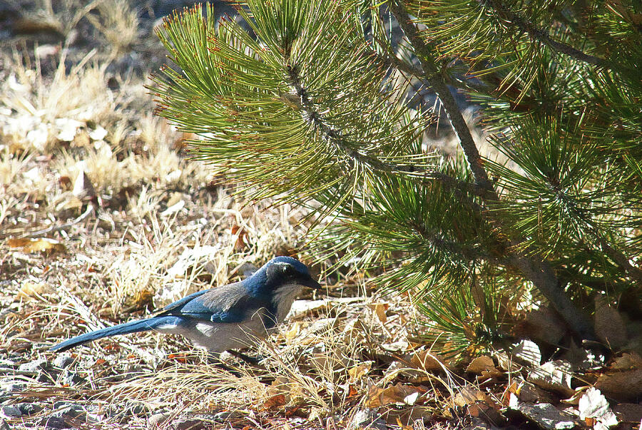 Blue Jay Photograph - Baby Jay by Photos By Scotty Baby