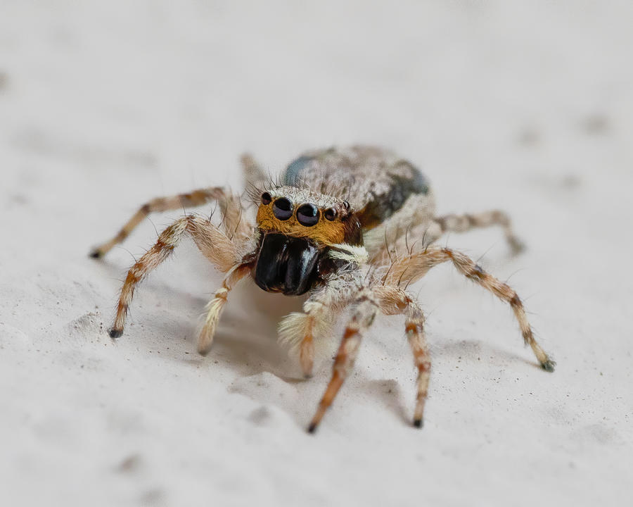 Baby Jumping Spider Photograph by Mark Andrew Thomas