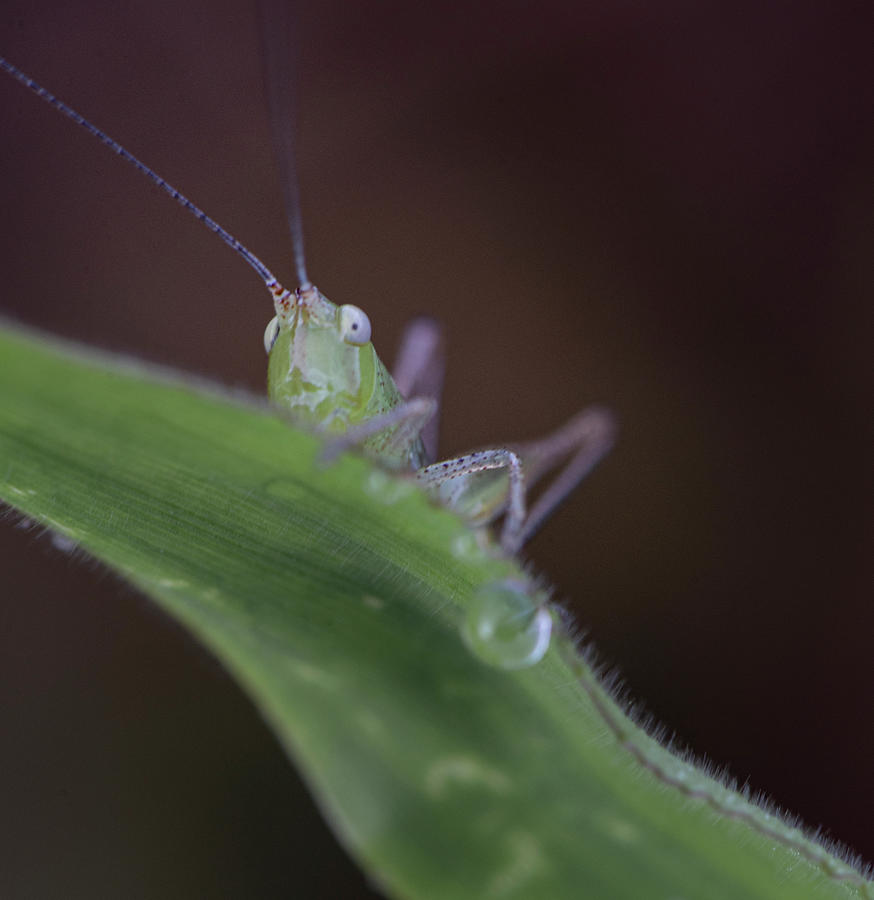 Grasshopper Photograph - Baby Katydid On A Grass Leaf by Phil And Karen Rispin