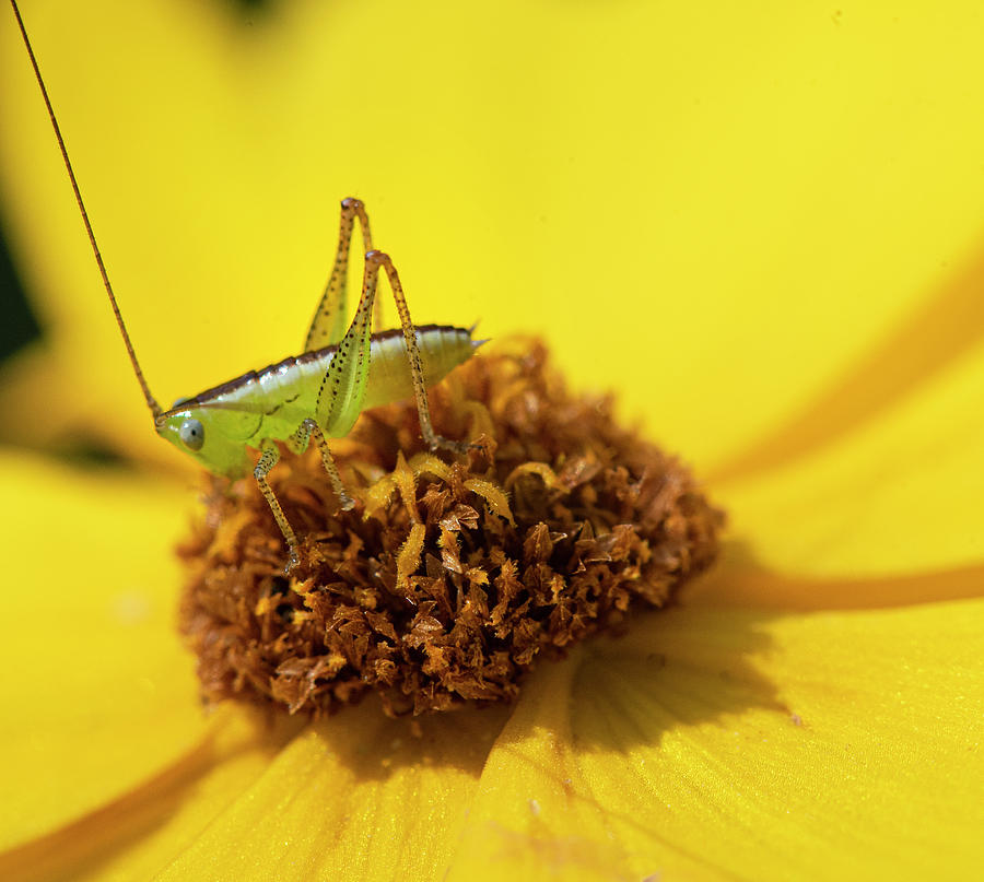 Grasshopper Photograph - Baby Katydid On Daisy by Phil And Karen Rispin