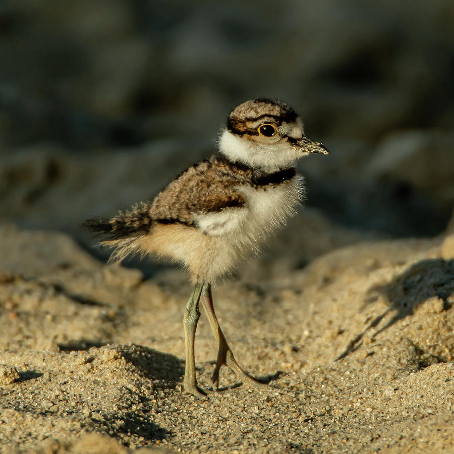 Baby Killdeer Photograph by Lenin Ramachandran | Pixels