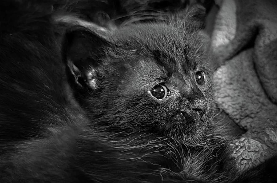 Baby Kitten Photograph by Ally White