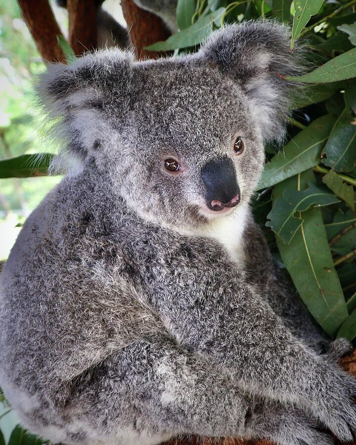 Baby Koala Photograph by Sarah Lilja Baby Koala Photograph by Sarah Lilja