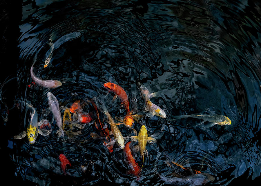 Baby Koi In A Tank Photograph By Faith Burns Pixels