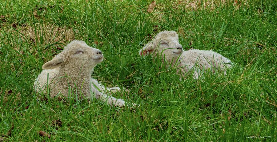 Baby Lamb Dreams Photograph by Kathi Isserman Baby Lamb Dreams Photograph by Kathi Isserman