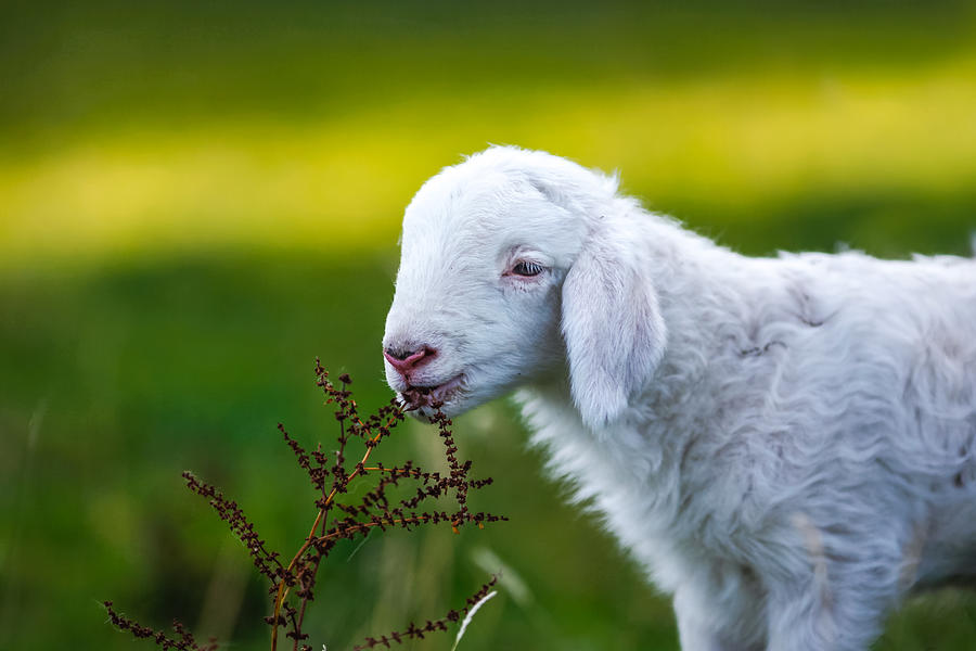 Baby Lamb, eating. Sheep. Newborn. Photograph by Malorny