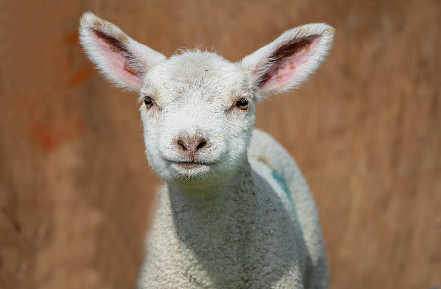Baby Lamb Photograph by Gareth Parkes