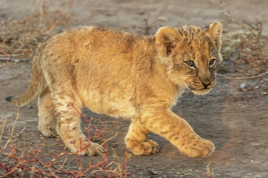 Baby Lion Walking Photograph by MaryJane Sesto