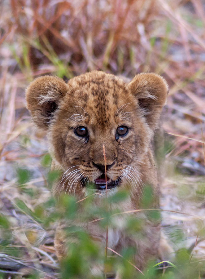 Baby Lioness Photograph by MaryJane Sesto