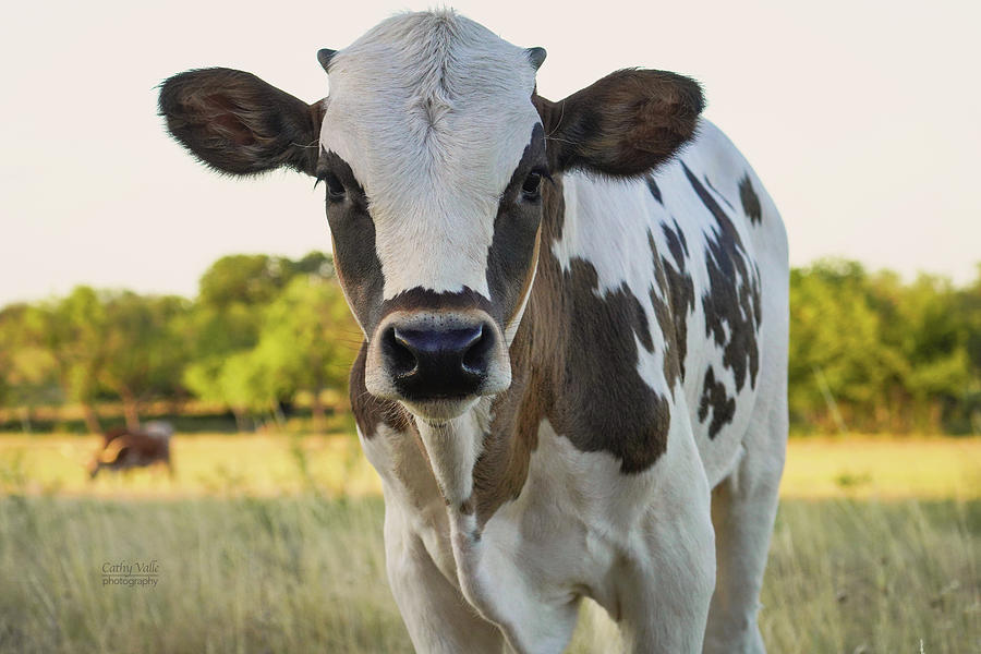 Baby Longhorn Portrait Photograph by Cathy Valle - Pixels