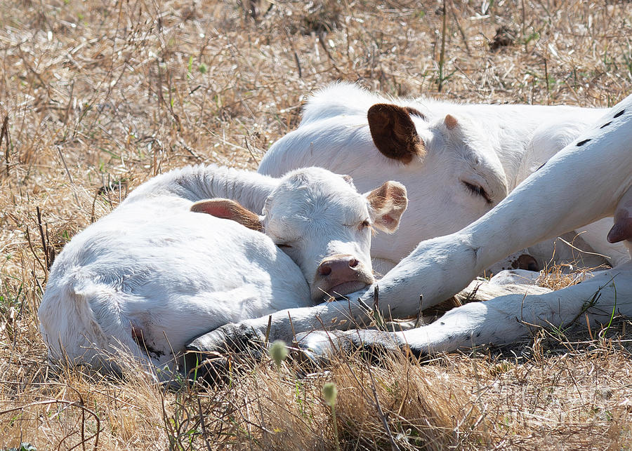 Baby Longhorn With Mom Photograph By Jackie Follett Fine Art America