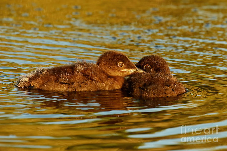 Baby Loons Photograph
