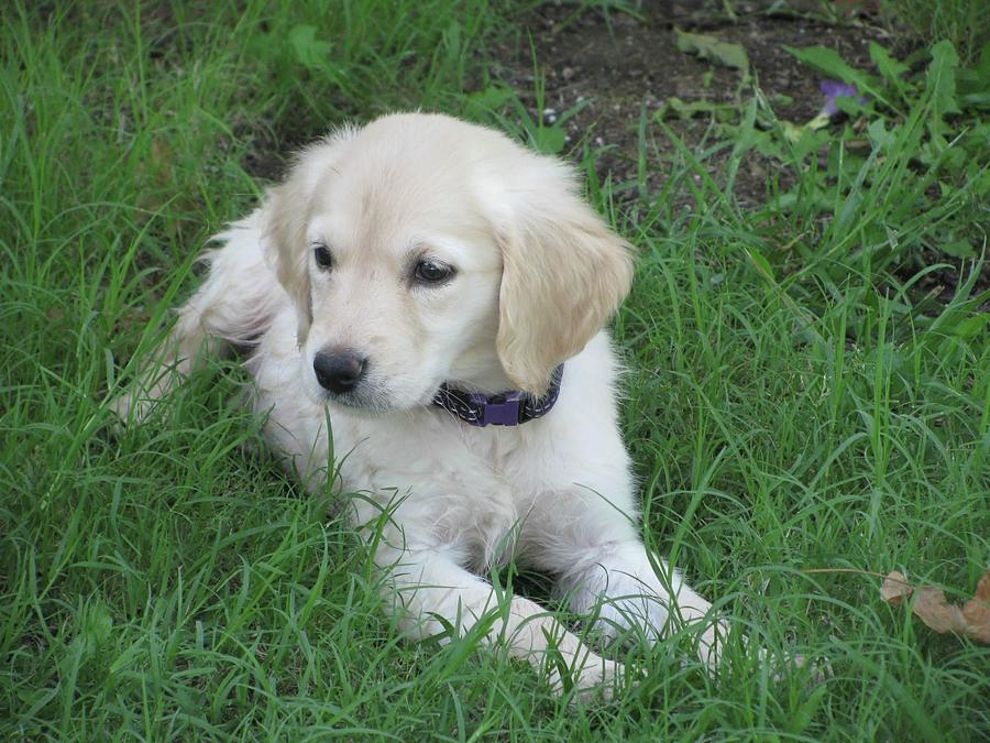 Baby Lucy Photograph By Jennifer Moffatt - Fine Art America