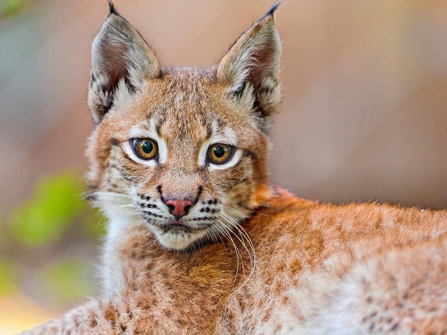 Baby lynx posing Photograph by Picture by Tambako the Jaguar