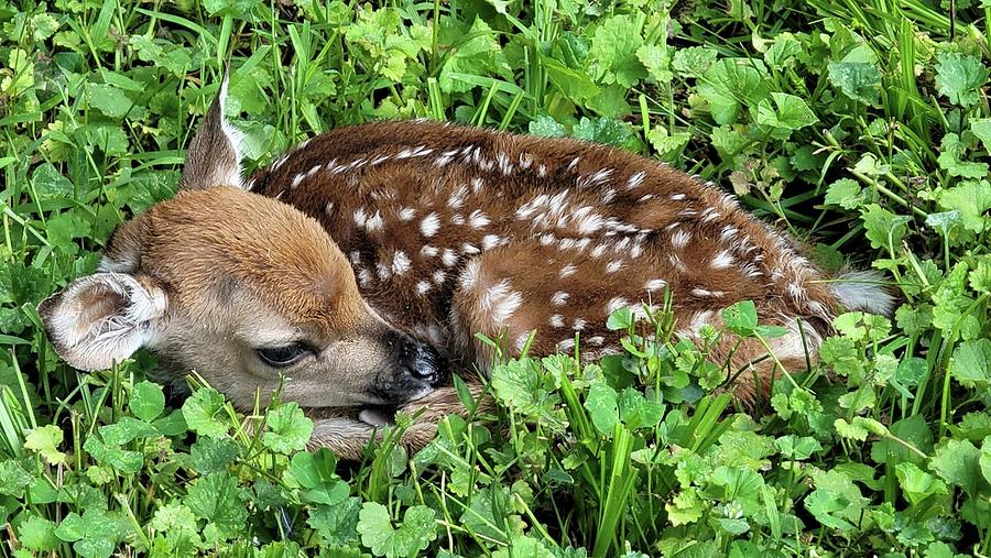 Baby Maggie Photograph by Charlotte Gray - Fine Art America