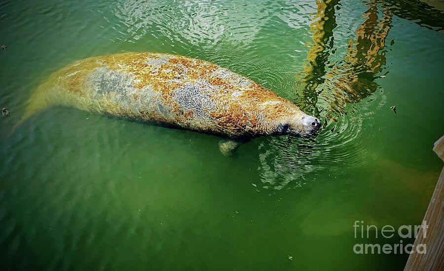 Wildlife Photograph - Baby Manatee at dockside. by CR Greaves