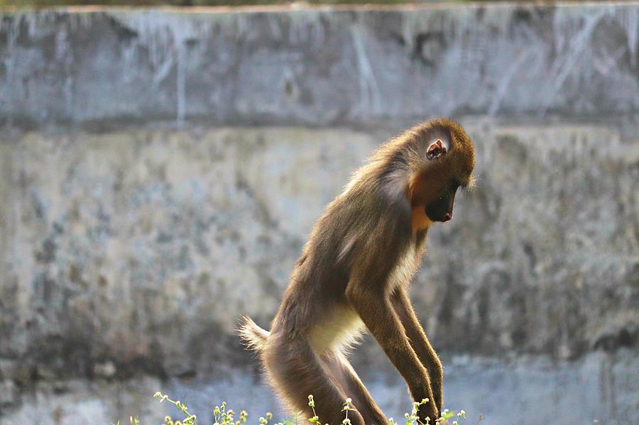 Baby Mandrill Monkey 2 Photograph