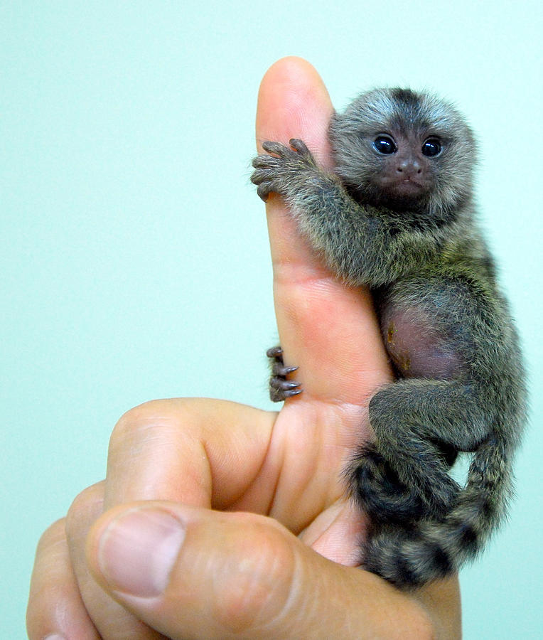 Baby marmoset Photograph by Floridapfe from S.Korea Kim in cherl