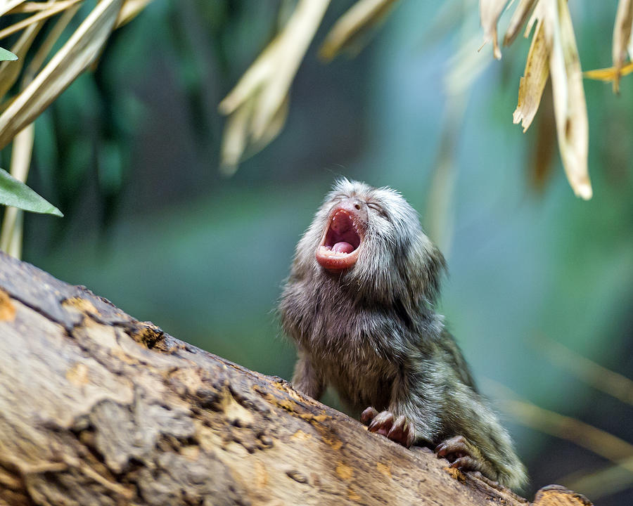 Baby marmoset with open mouth Photograph by Picture by Tambako the Jaguar