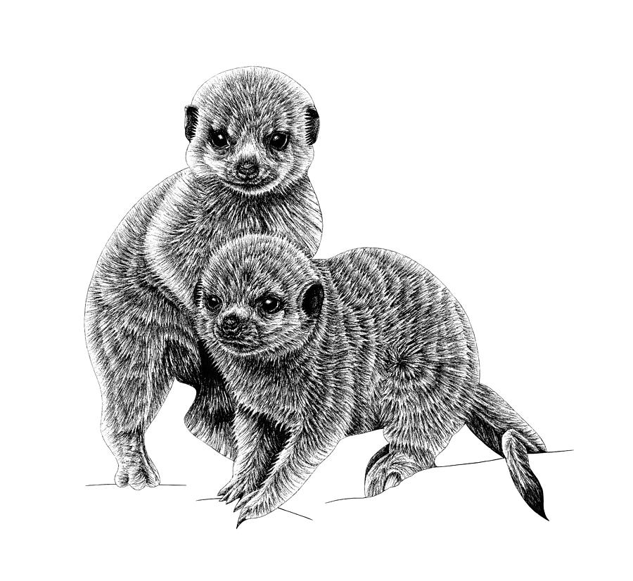 Baby meerkats Drawing by Loren Dowding