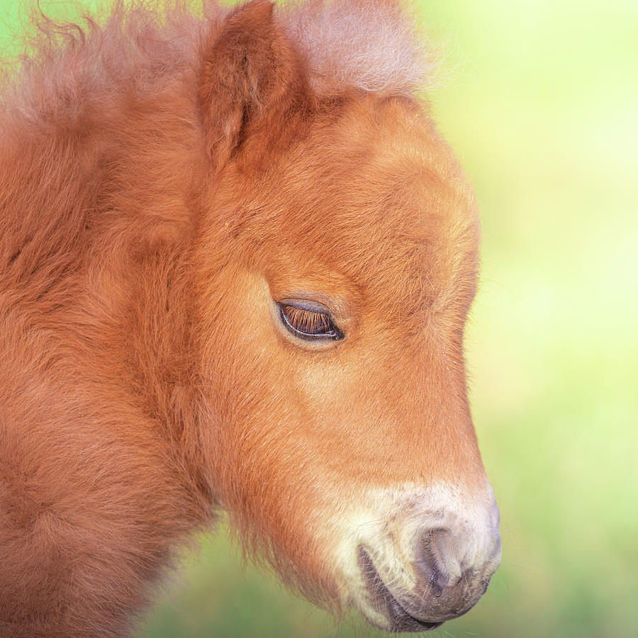 Baby Miniature Horse In The Meadow Close-up Photograph by Jordan Hill