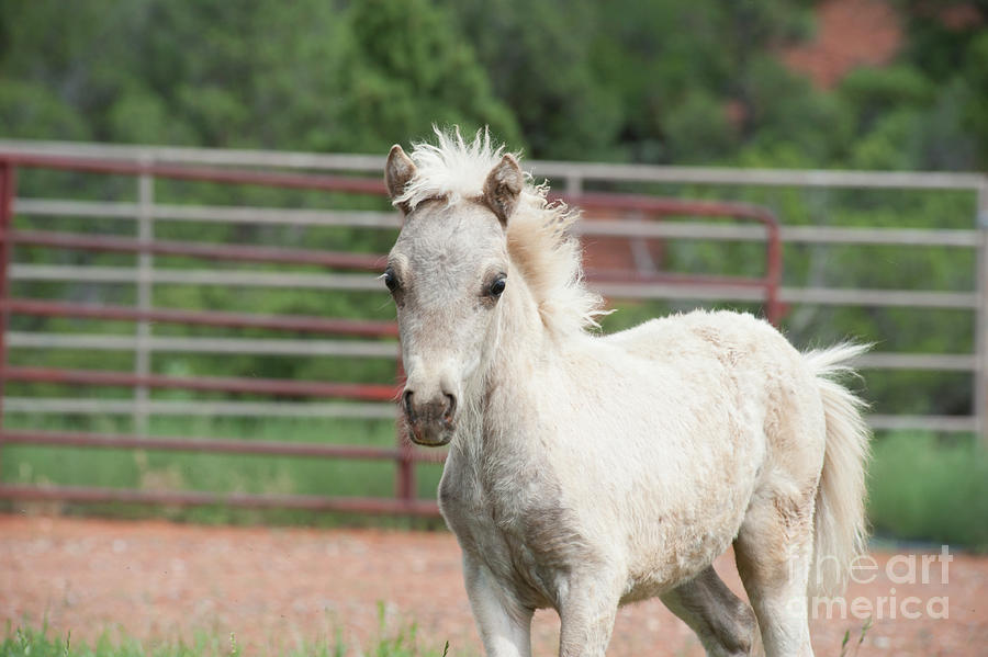 Baby Miniature Horse Photograph by Jody Miller