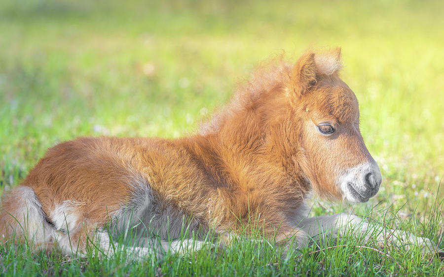 Baby Miniature Horse Resting In The Pasture Photograph by Jordan Hill