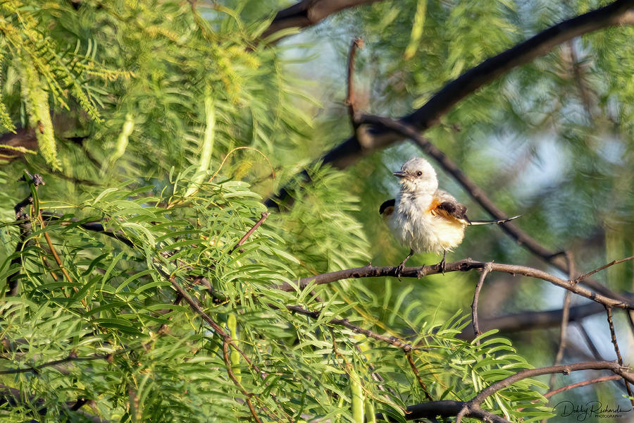 Baby Mockingbird Photograph by Debby Richards