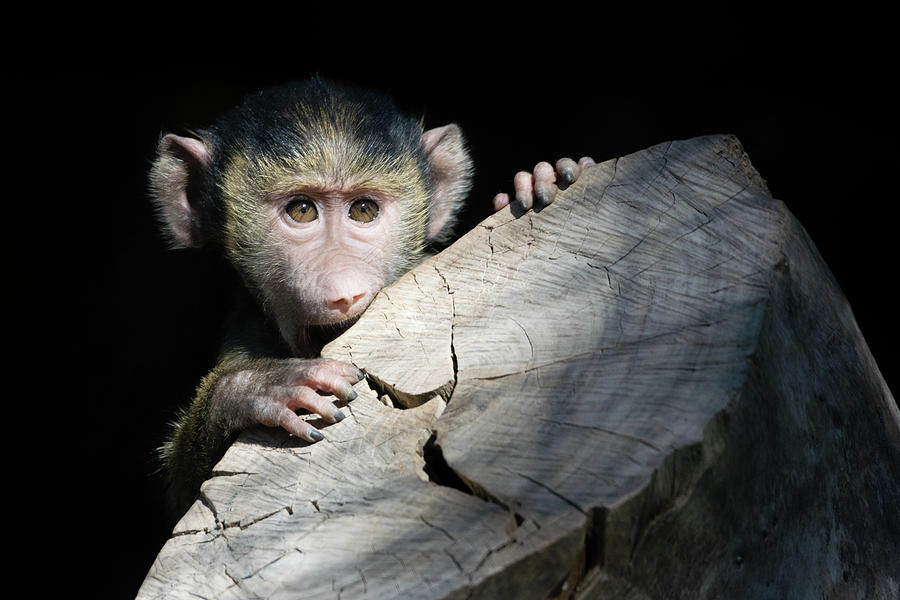 Baby Monkey 1 Of 3 Photograph By Jonathan Schafer