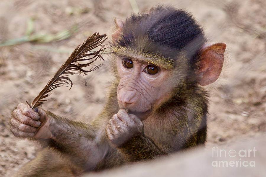 Baby Monkey Photograph by Afrodita Ellerman