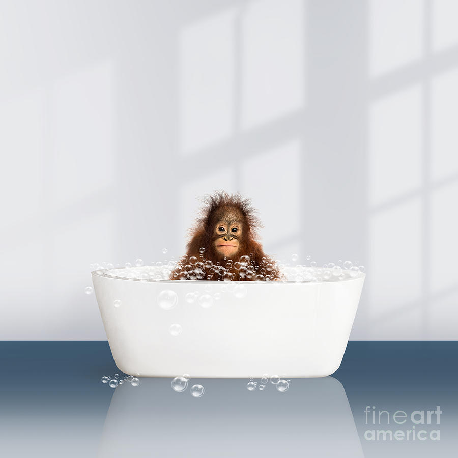 Baby Monkey in Modern Bathtub, Monkey Taking a Bath, Navy Blue, Bathtub ...