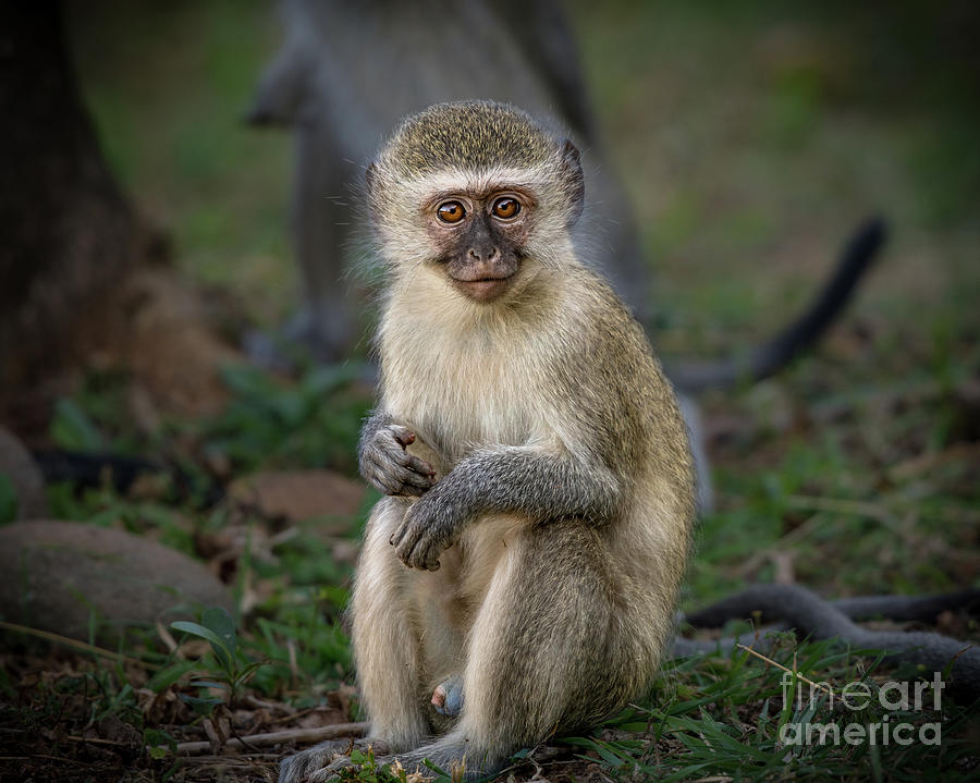 Baby Monkey Photograph