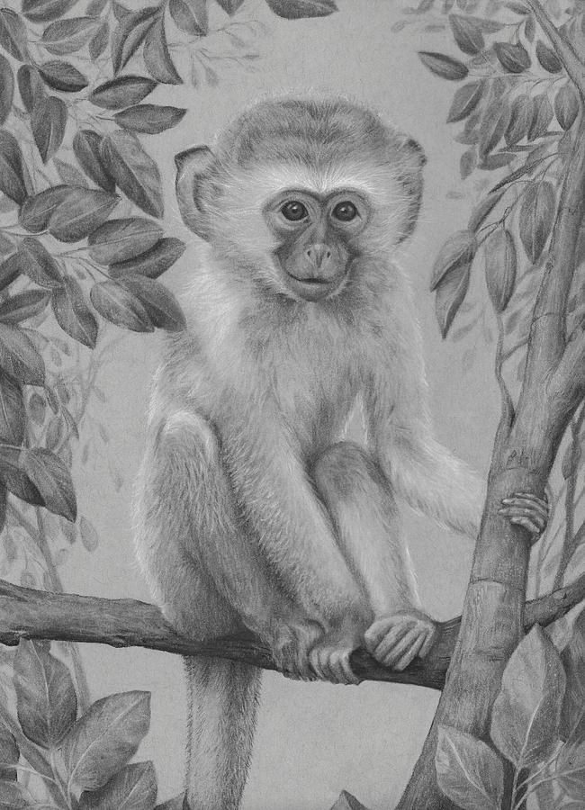 Drawing of a Monkey at the NZP | Smithsonian Institution